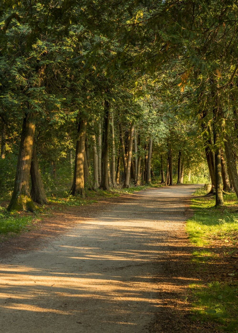 green and brown trees on gray concrete road during daytime