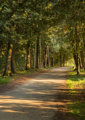 A serene forest path lined with tall, lush green trees. Sunlight filters through the leaves, creating dappled shadows on the dirt pathway. The scene exudes tranquility and invites a peaceful walk down the natural corridor framed by tree trunks.