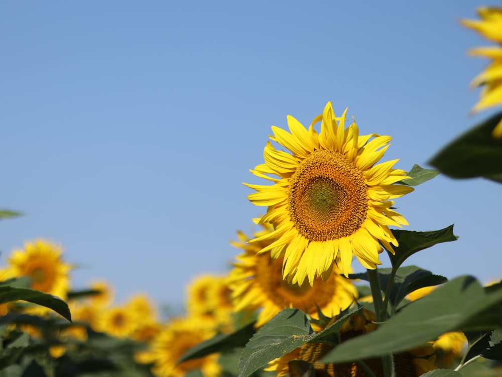 yellow sunflower in close up photography