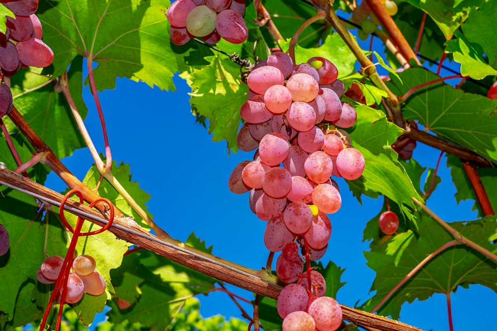 pink and green round fruits