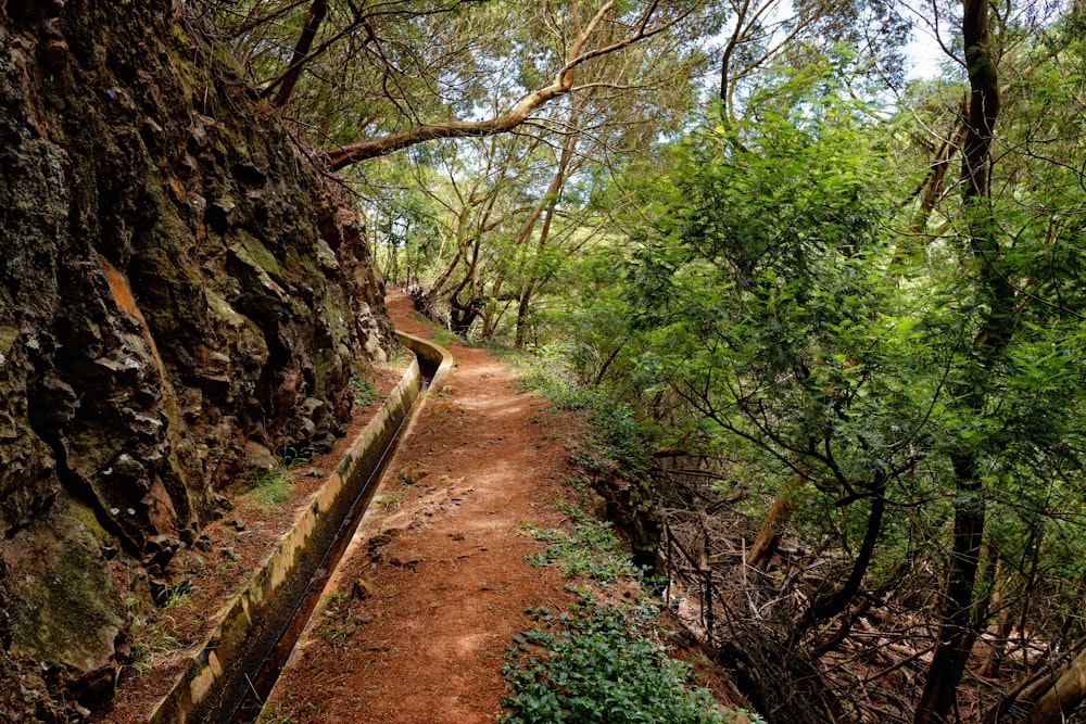 brown dirt road between green trees during daytime