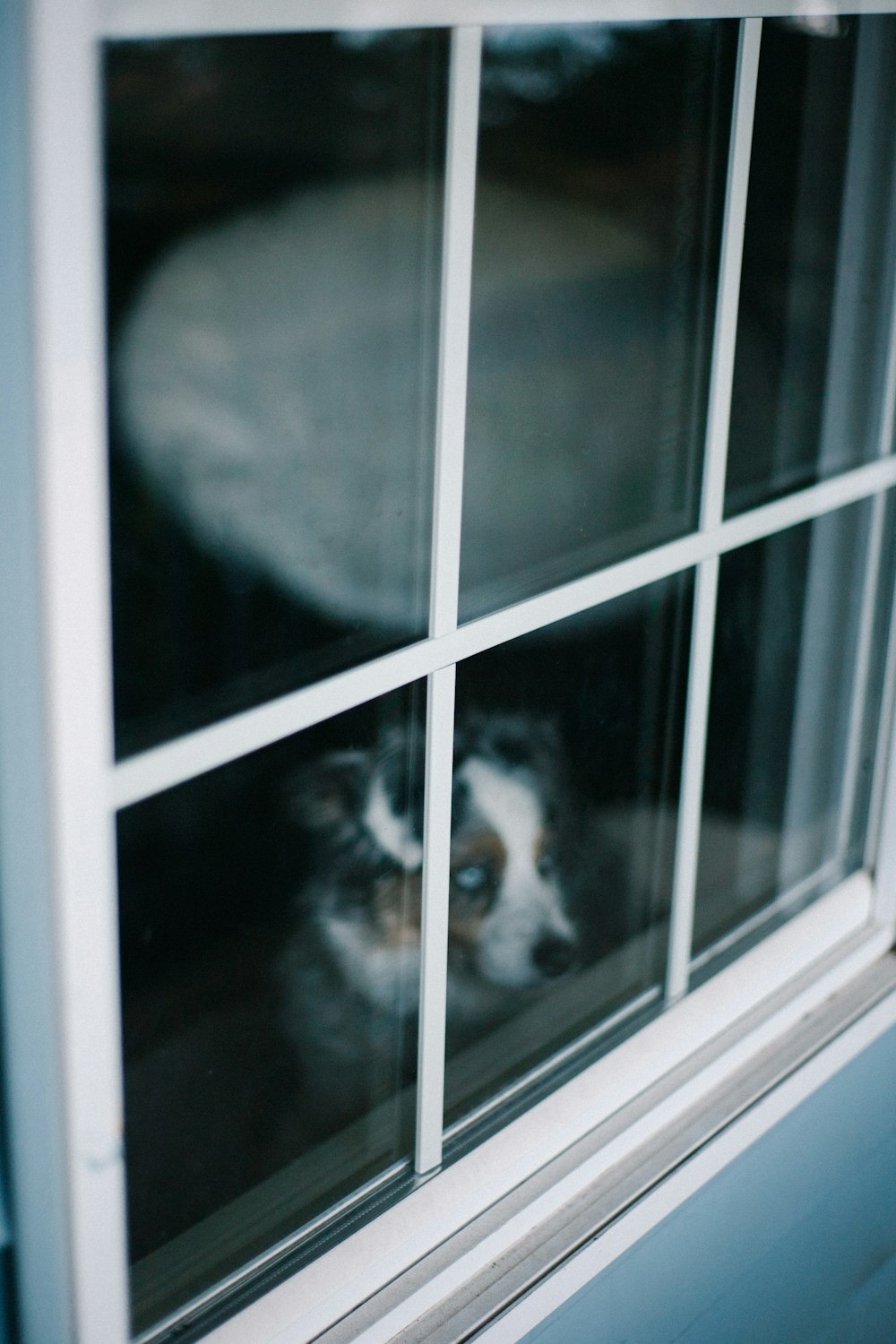 black and white short coated dog on window
