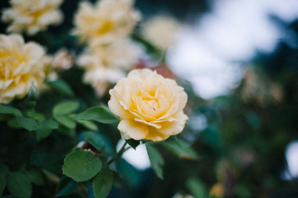 yellow rose in bloom during daytime