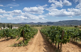 green plants on brown soil under white clouds during daytime
