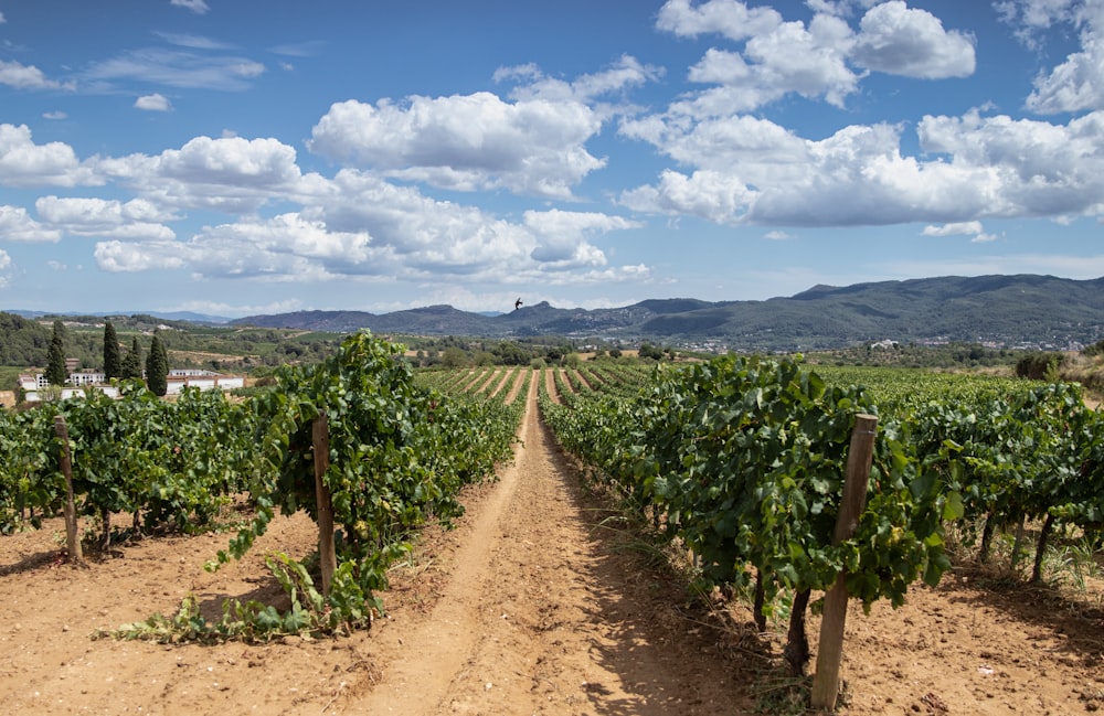 green plants on brown soil under white clouds during daytime