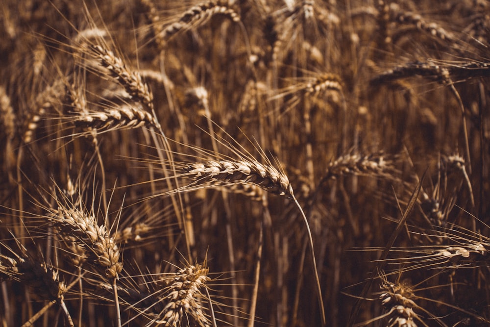 brown wheat field during daytime