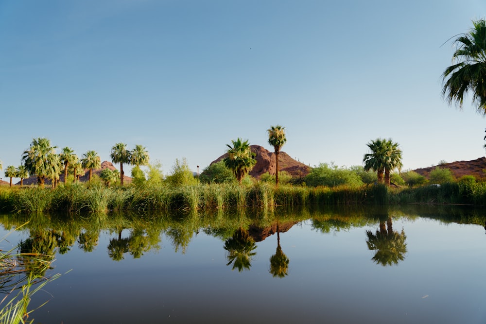 green trees beside body of water during daytime