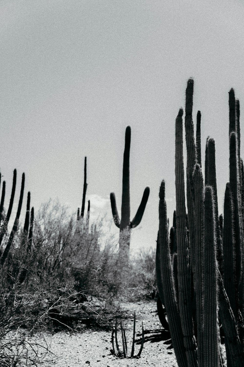 green cactus plants during daytime