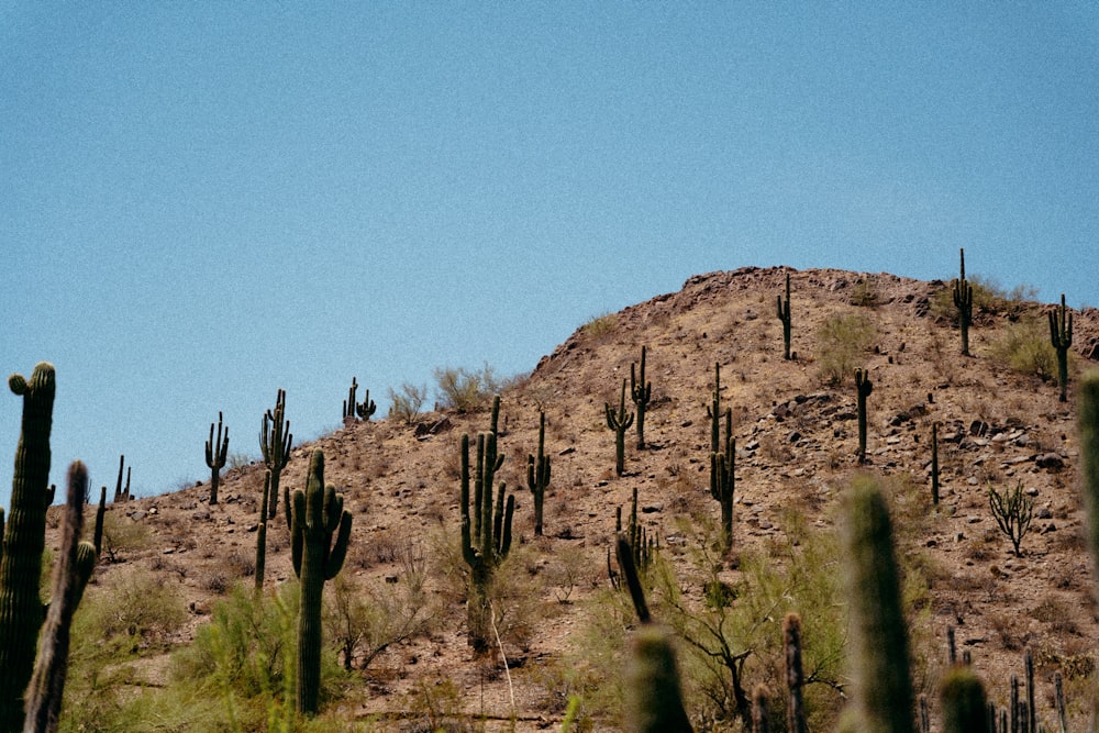 green cactus on brown rock mountain during daytime