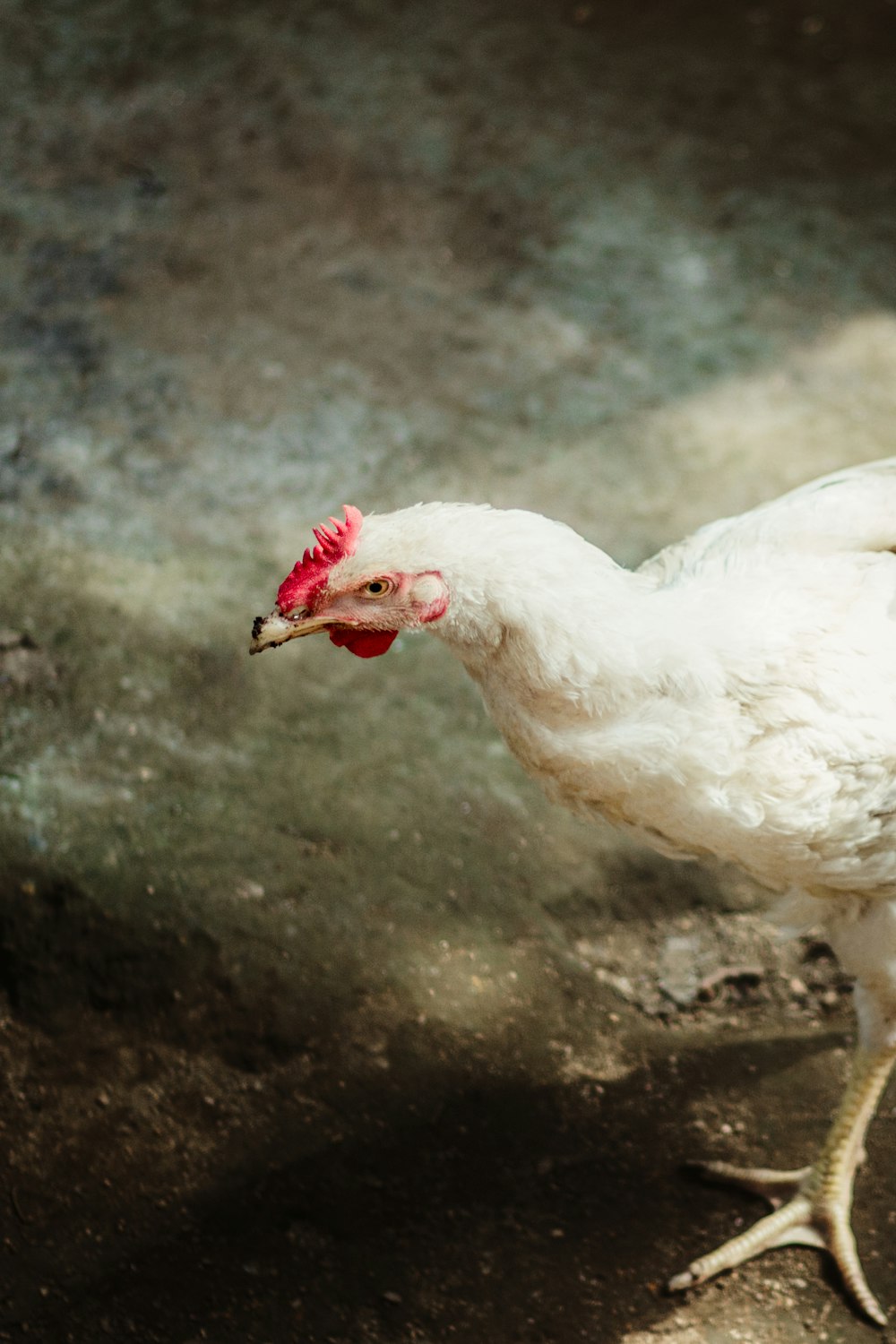 white chicken on brown soil