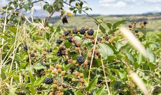 black and brown round blackberry fruits