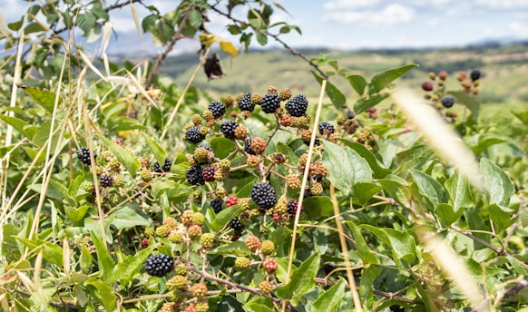 black and brown round blackberry fruits