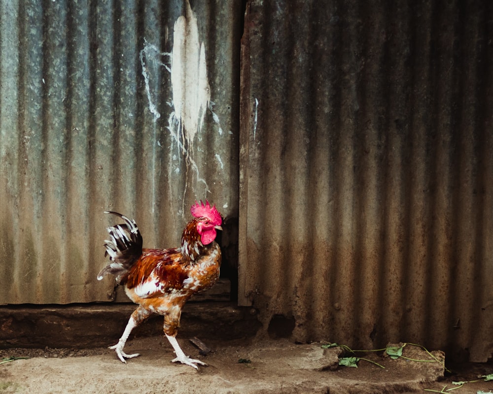 red and white rooster standing on brown wooden fence