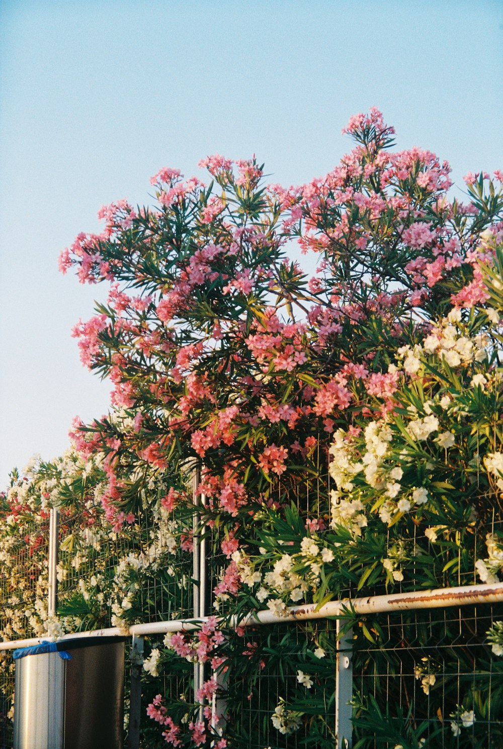 red and green tree near brown wooden fence during daytime