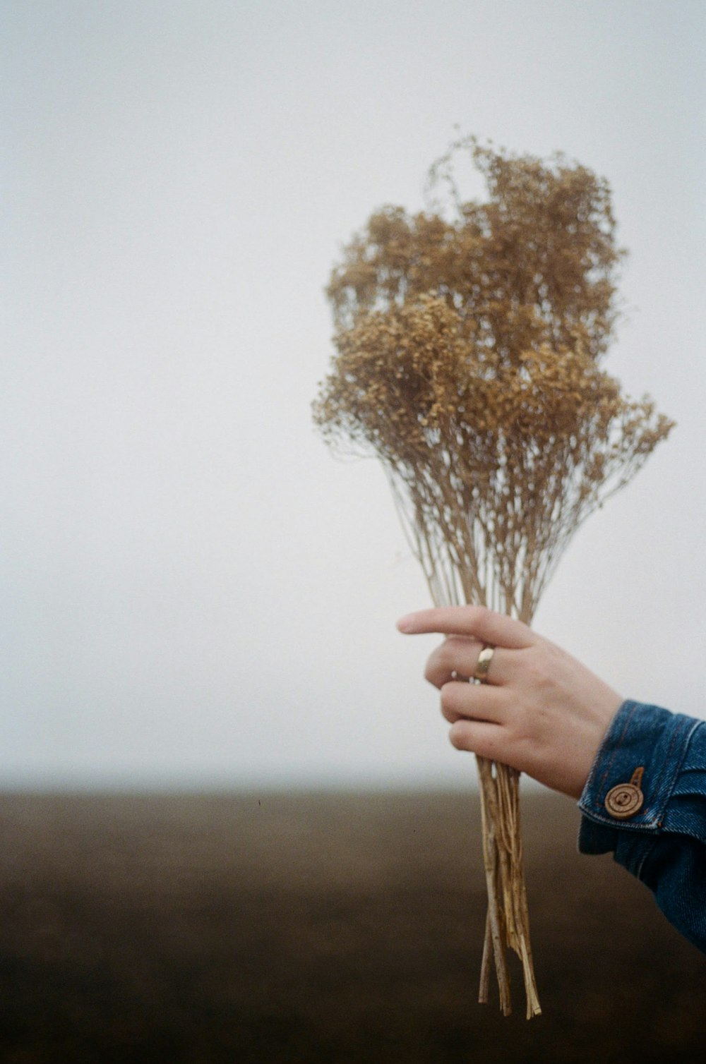 person holding brown plant during daytime