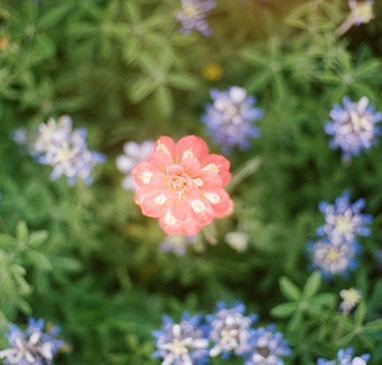 a red flower surrounded by blue and white flowers