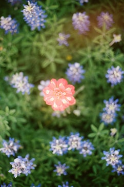 a red flower surrounded by blue and white flowers