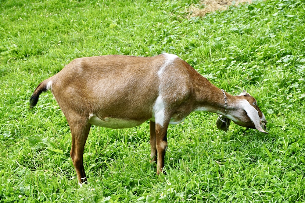 brown and white deer on green grass field during daytime