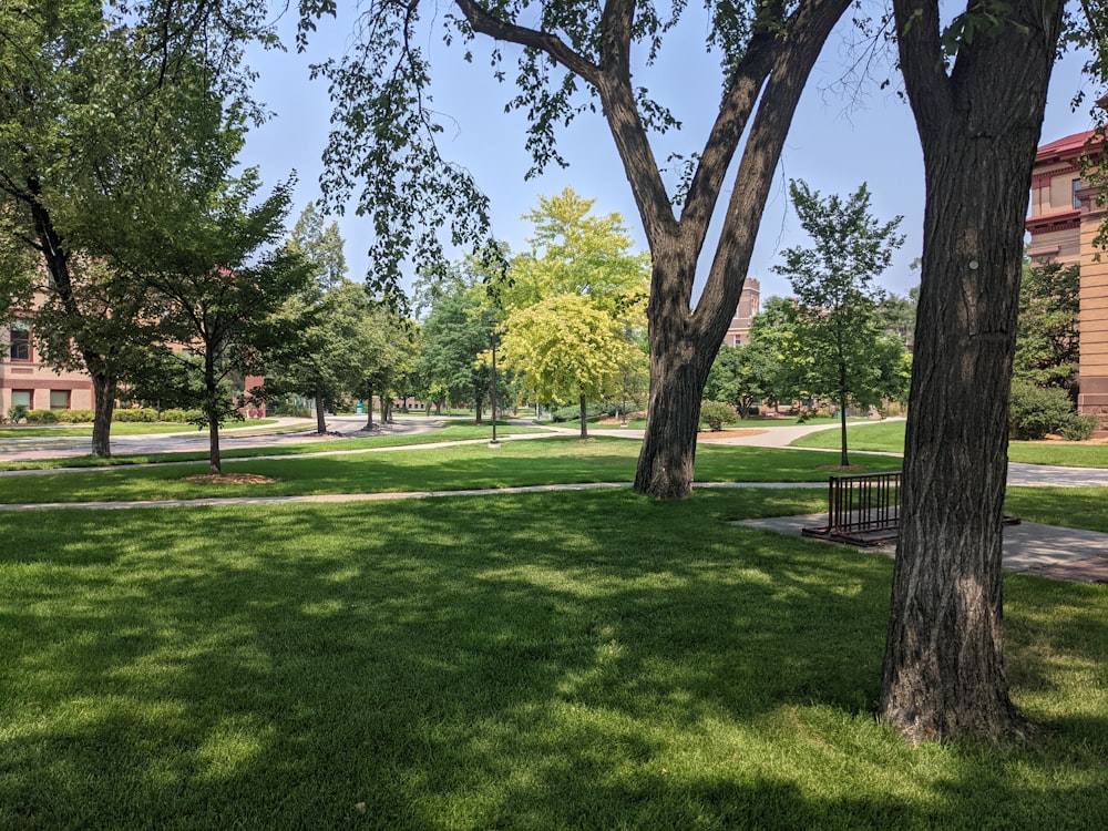 green grass field with trees during daytime