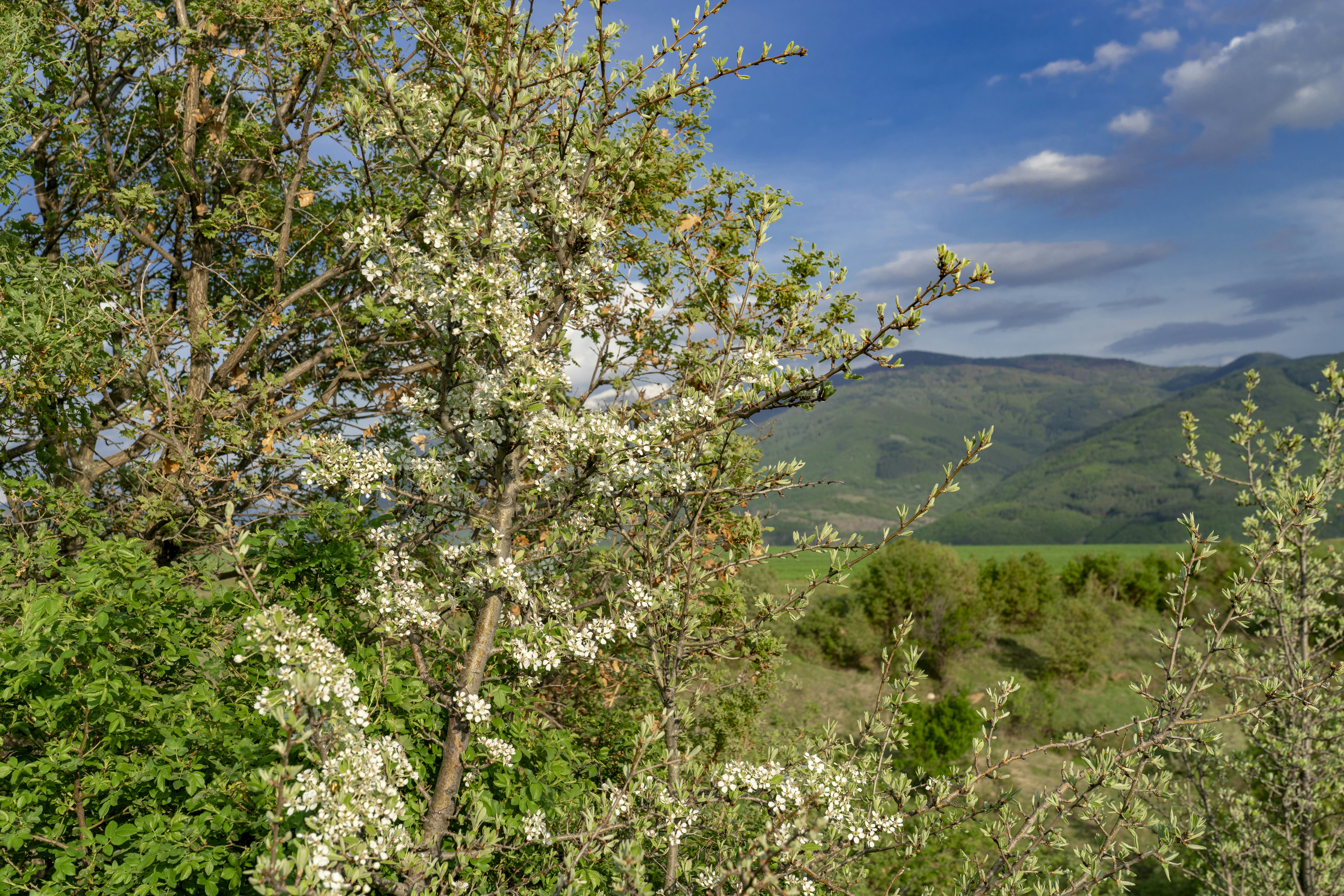 Image by Ivan Ivanov via Unsplash