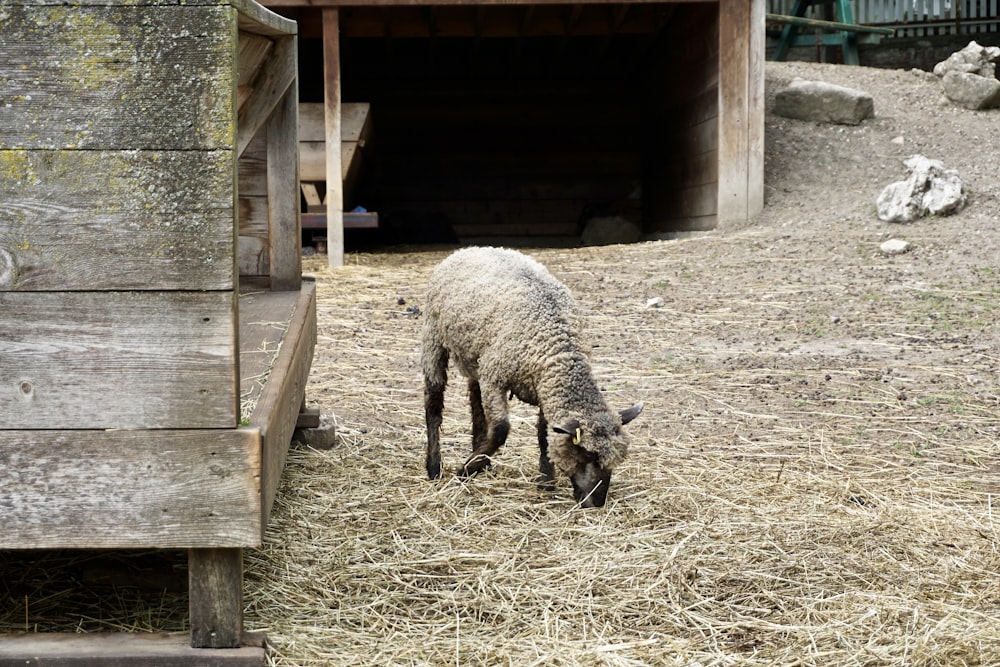 gray sheep on brown wooden cage