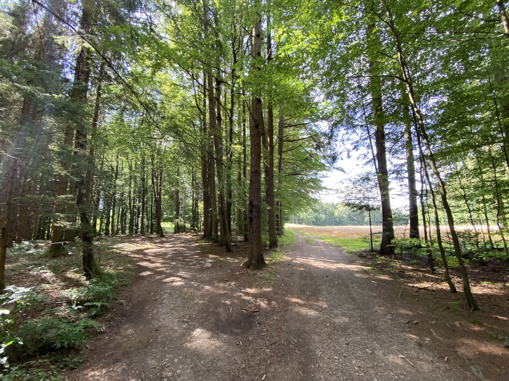 green trees on brown dirt road during daytime