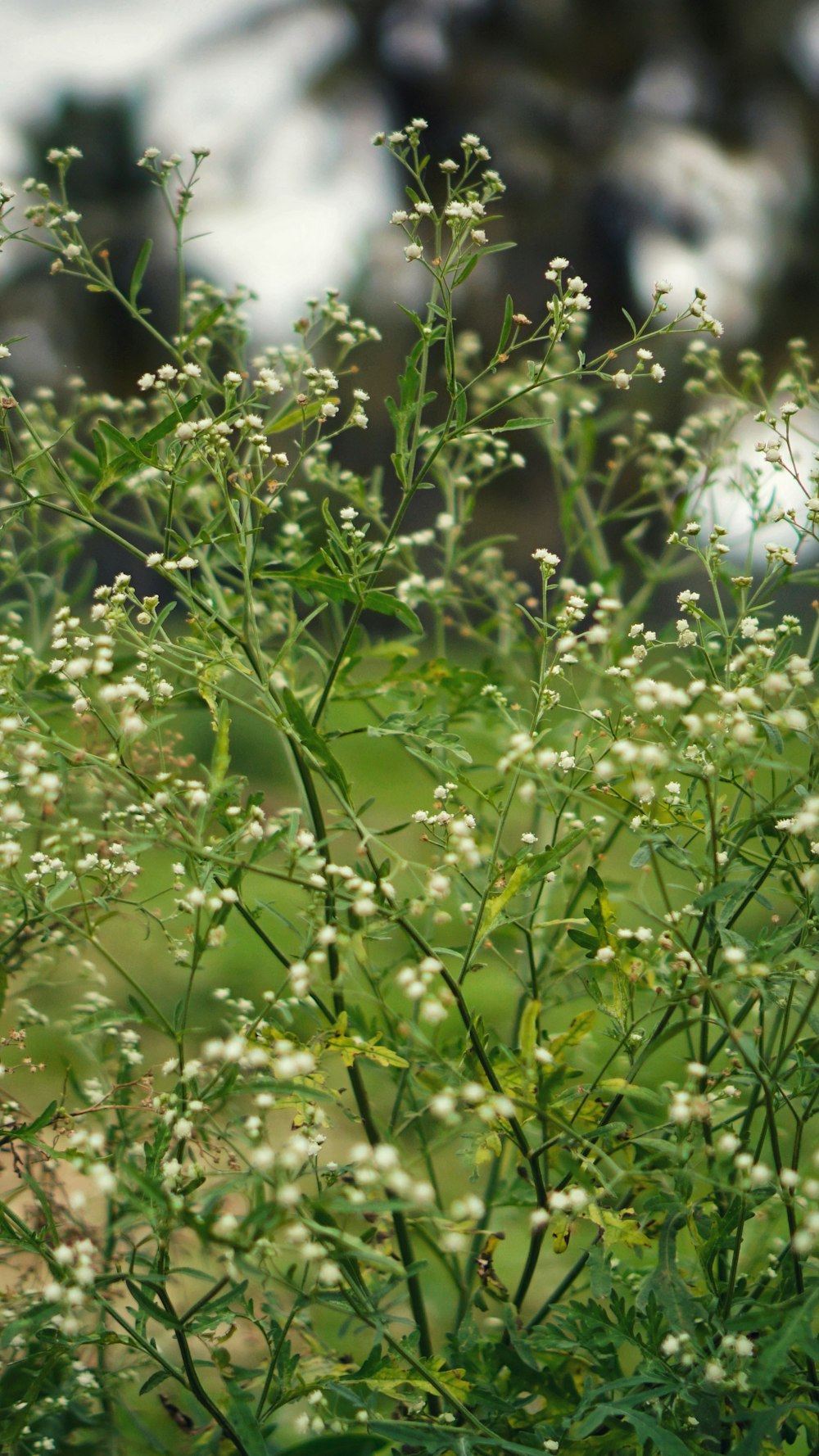 green plant in close up photography