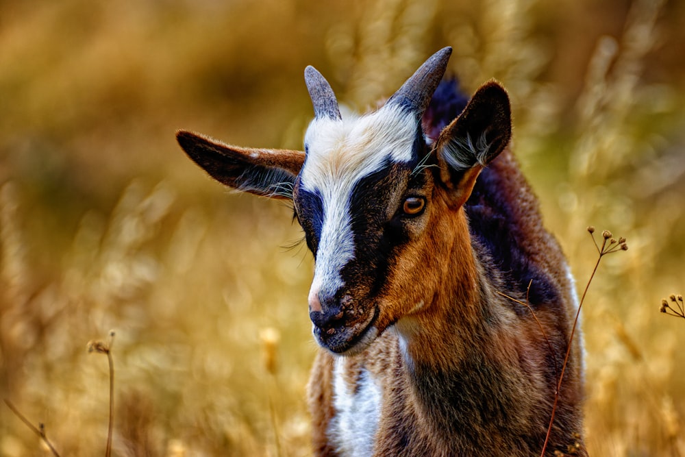 brown and white goat on brown grass field during daytime
