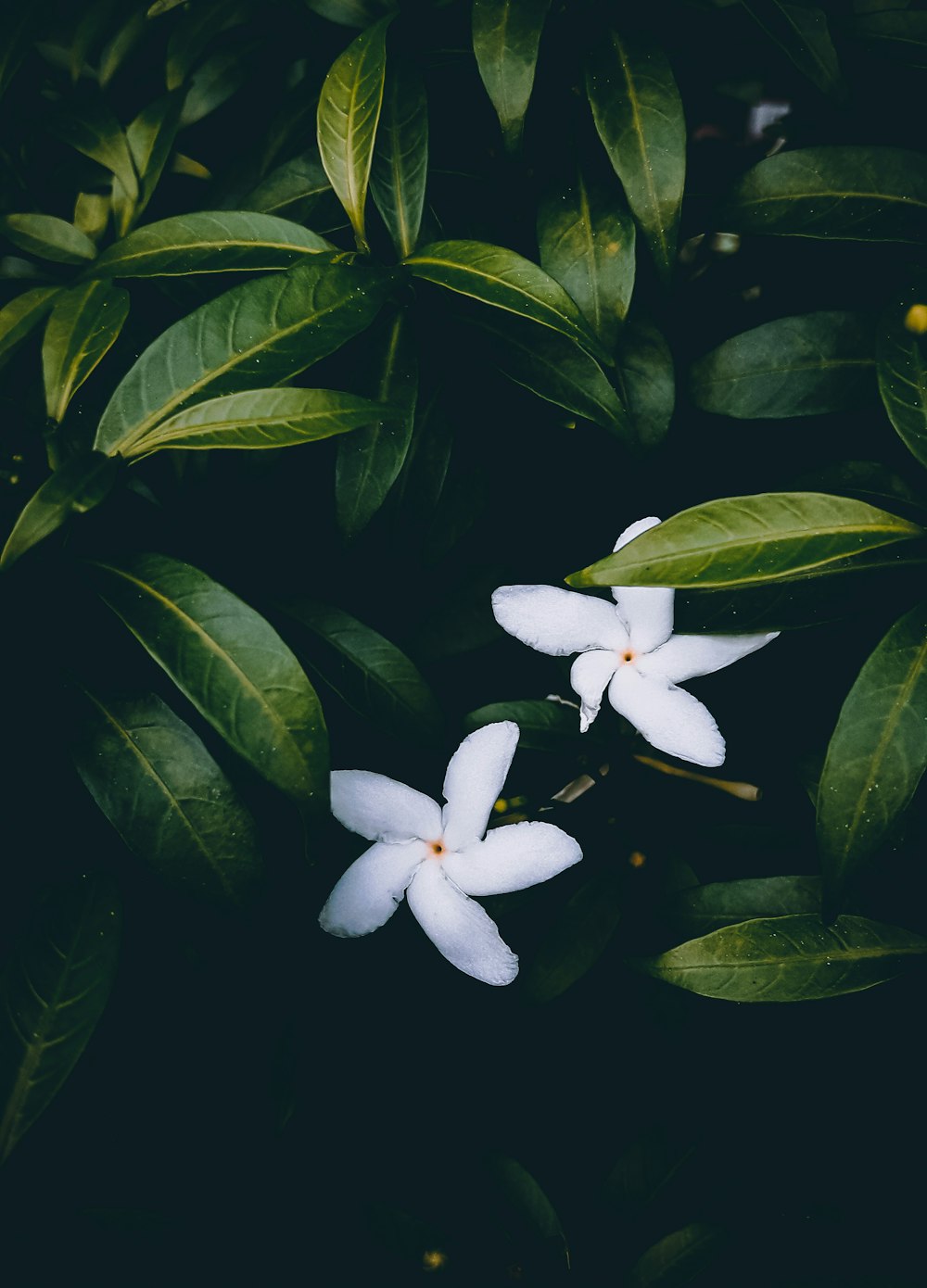 white 5 petaled flower in bloom