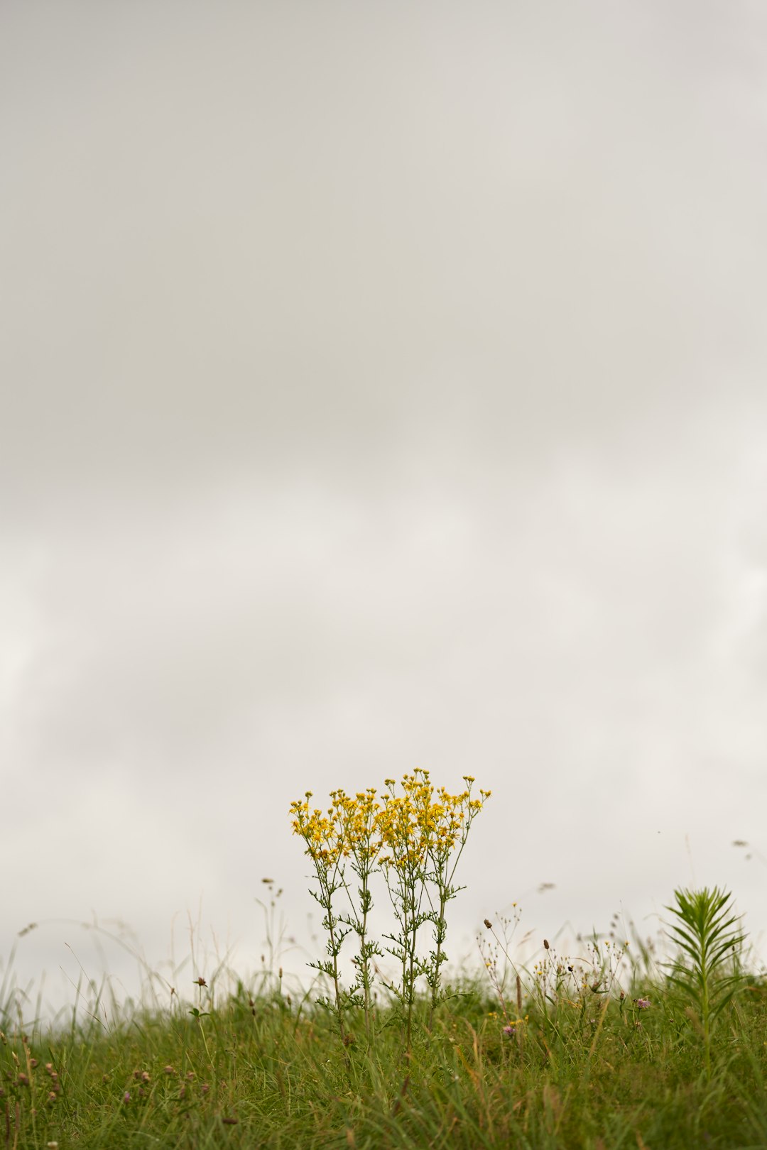 yellow flower under white sky