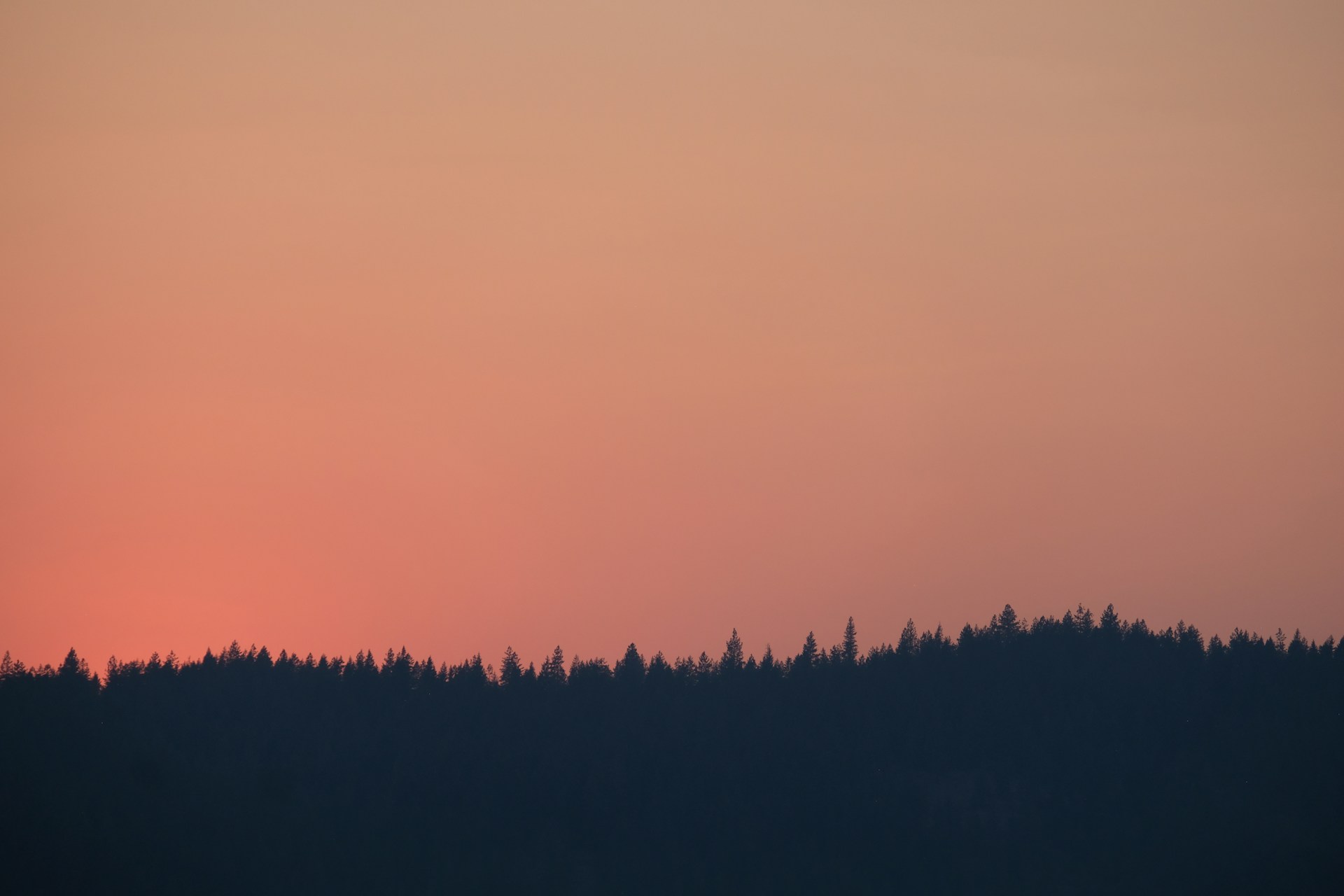 silhouette of trees during sunset