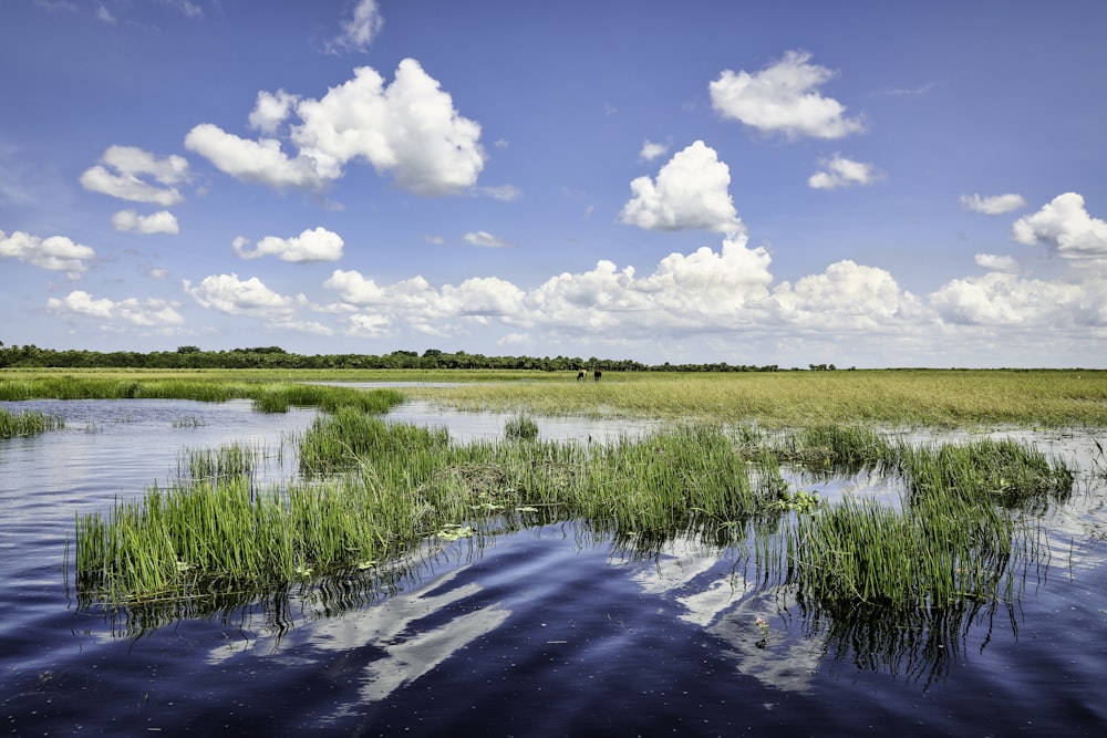 green grass field near river under blue and white cloudy sky during daytime