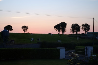 Sunset over the farm with silhouettes of cows and the farmhouse creating a peaceful end to the day.