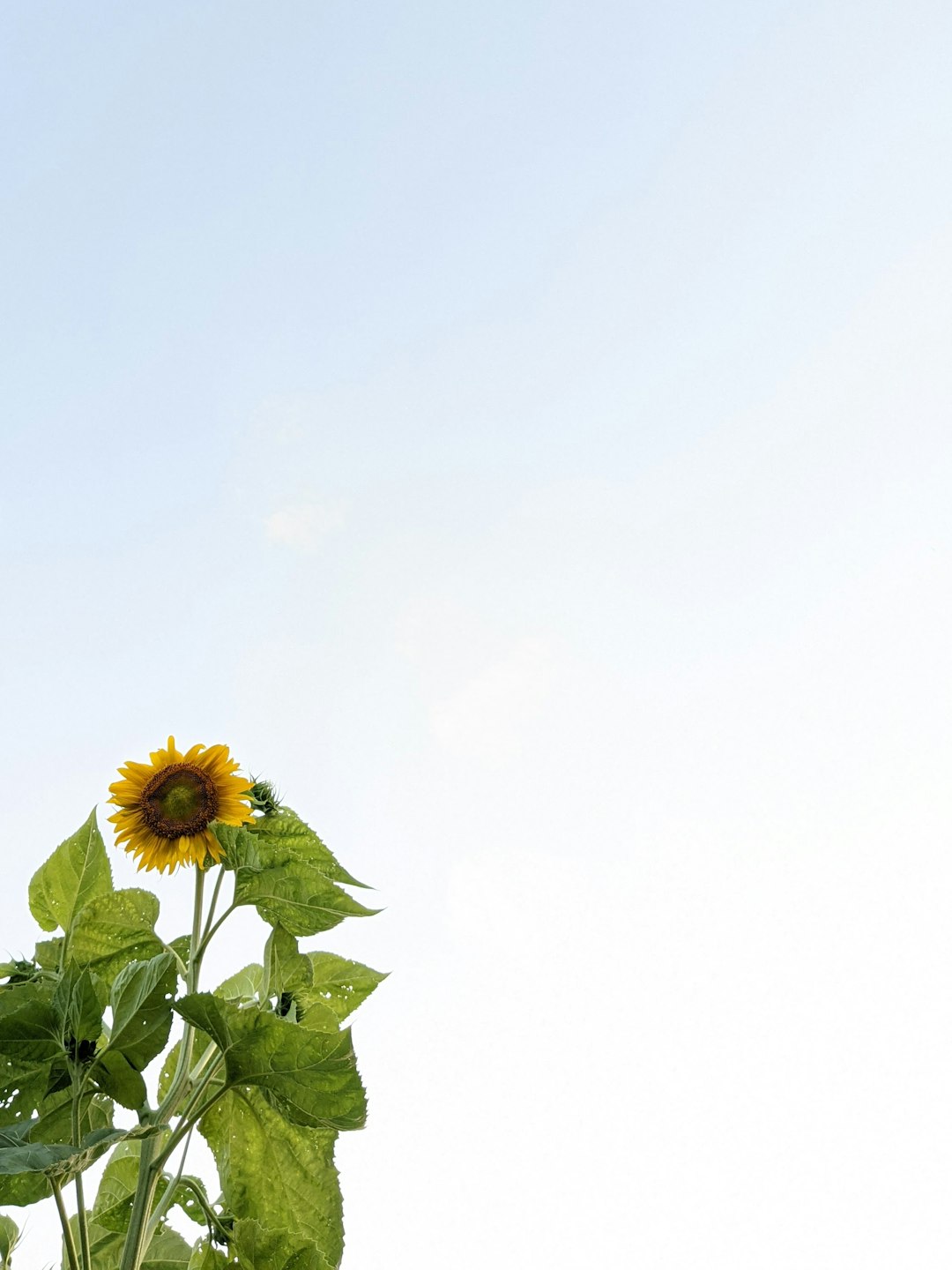 yellow sunflower under white sky