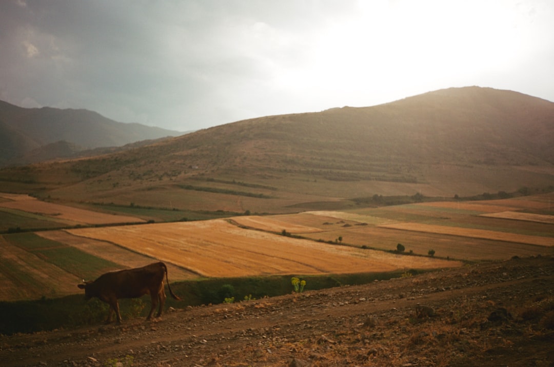 brown cow on brown field during daytime