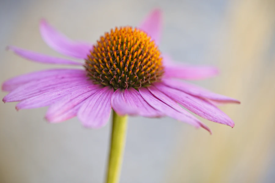 pink and yellow flower in tilt shift lens