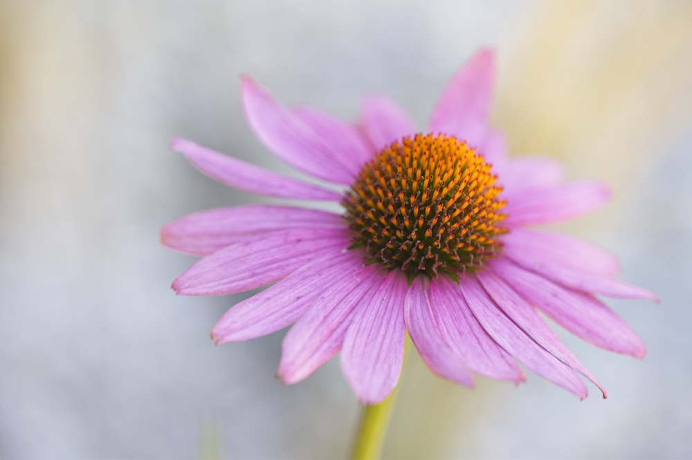 pink flower in tilt shift lens