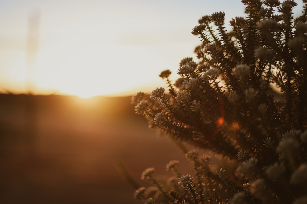 green pine tree during sunset