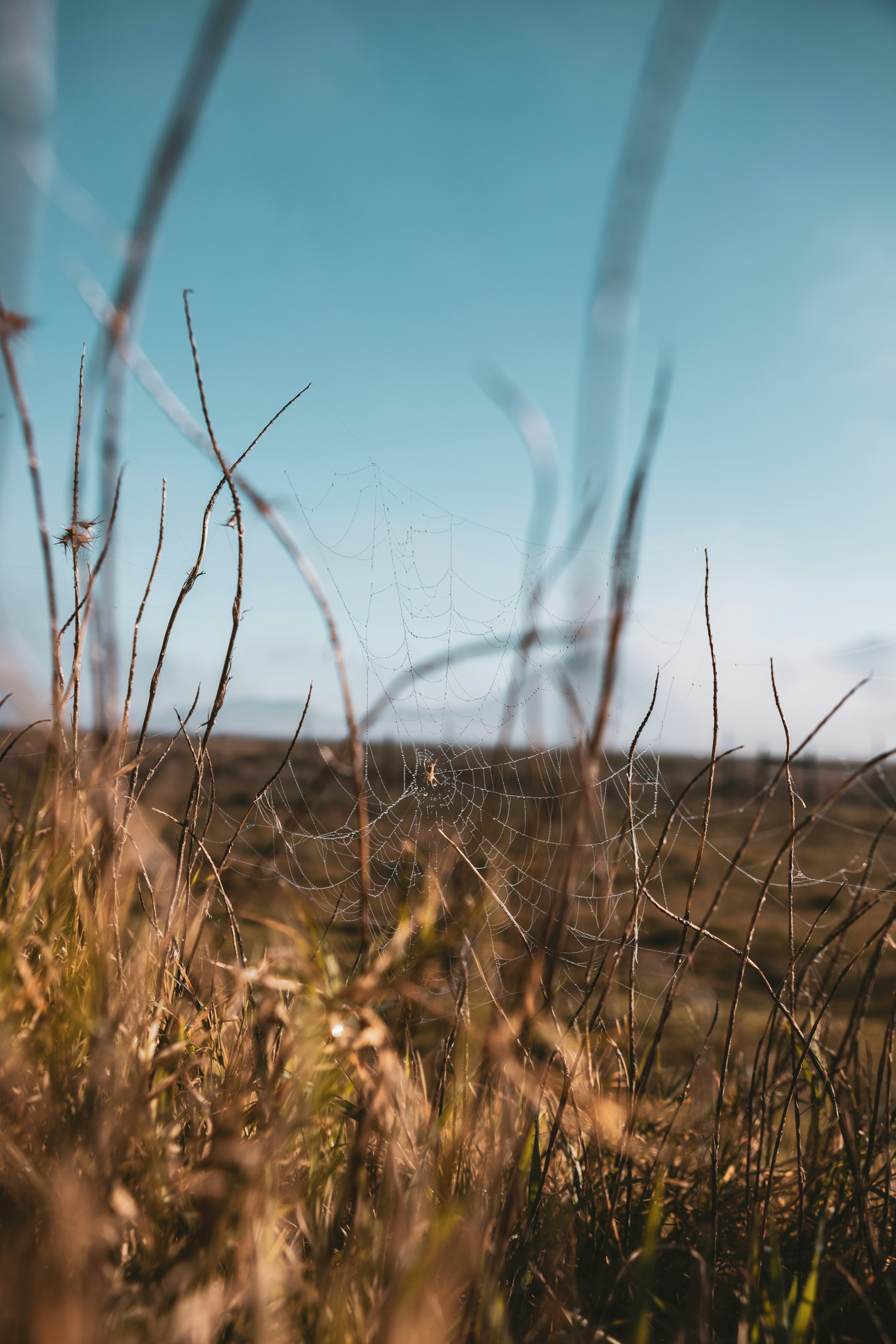 brown grass field during daytime