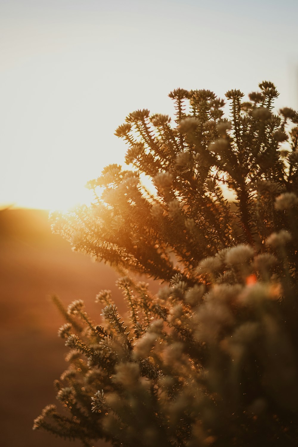 pin vert au coucher du soleil