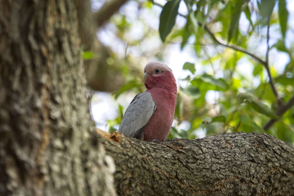 roter und grauer Vogel tagsüber auf braunem Ast