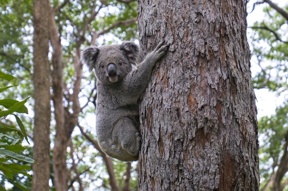 koala bear on brown tree