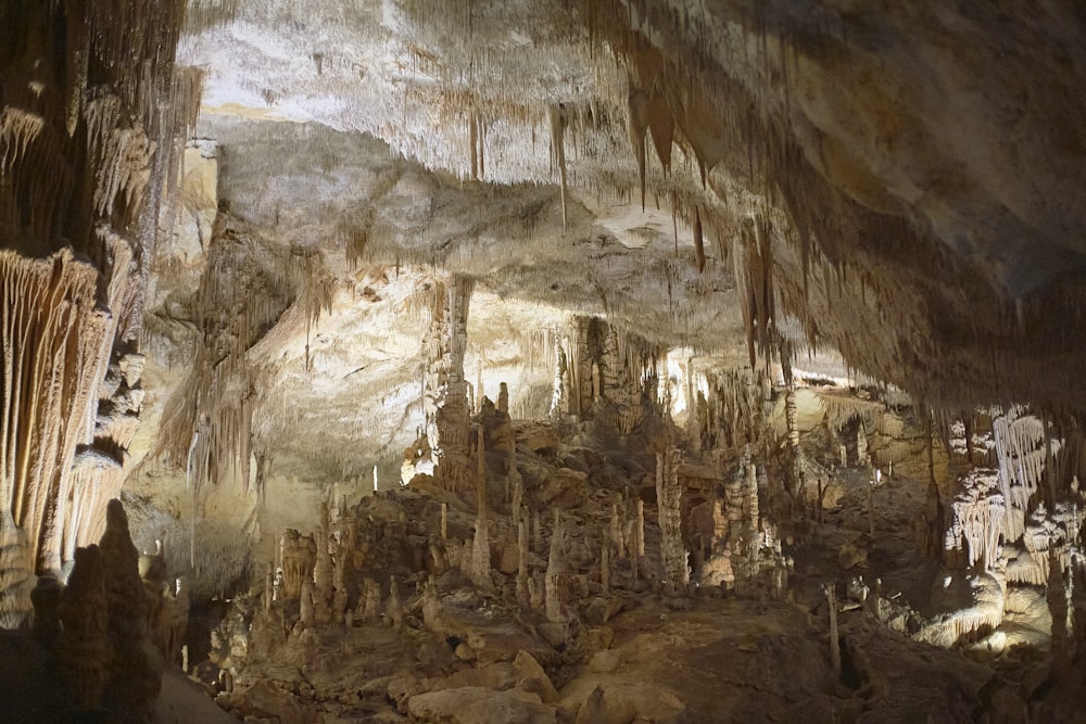 brown trees in a cave