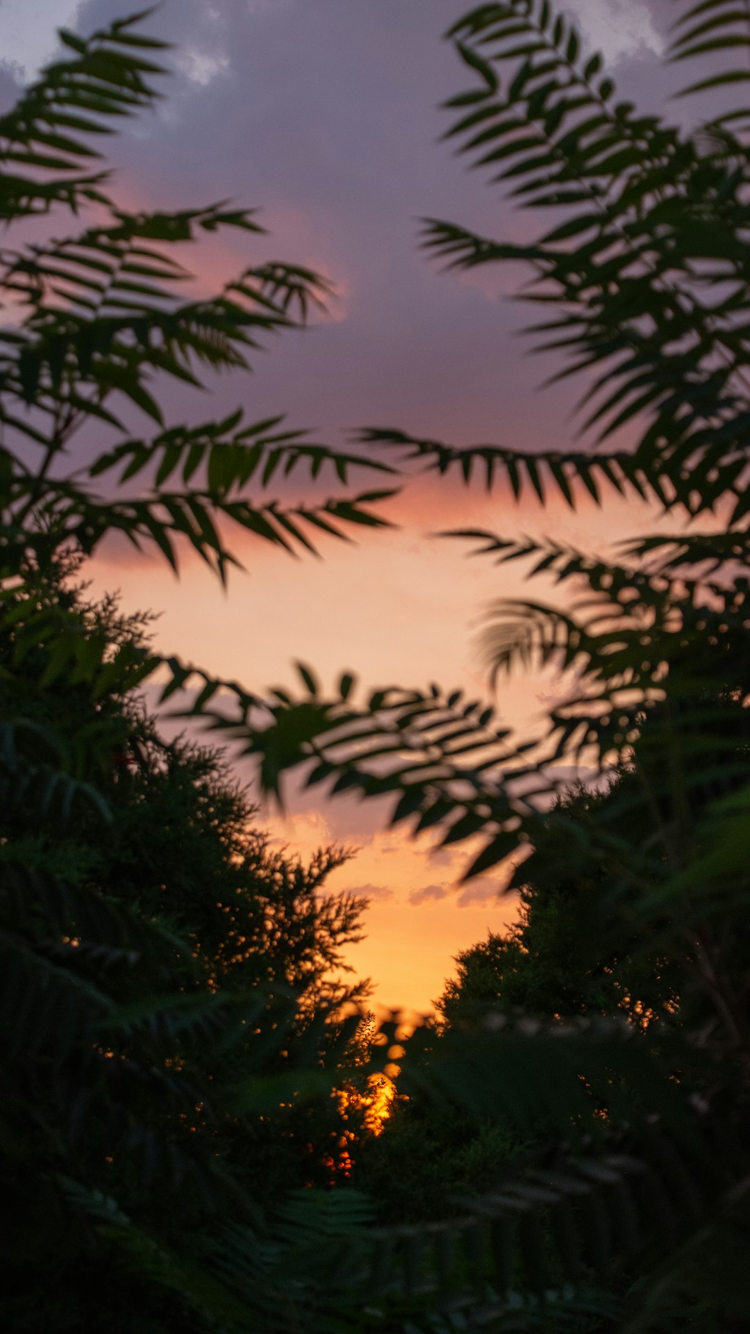 green palm trees during sunset