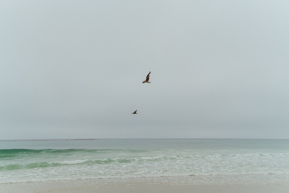 bird flying over the sea during daytime