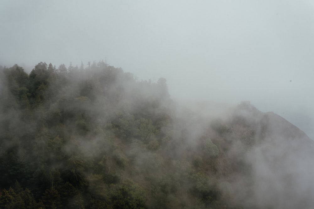 green trees covered with fog