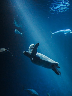 black and white sea turtle under water