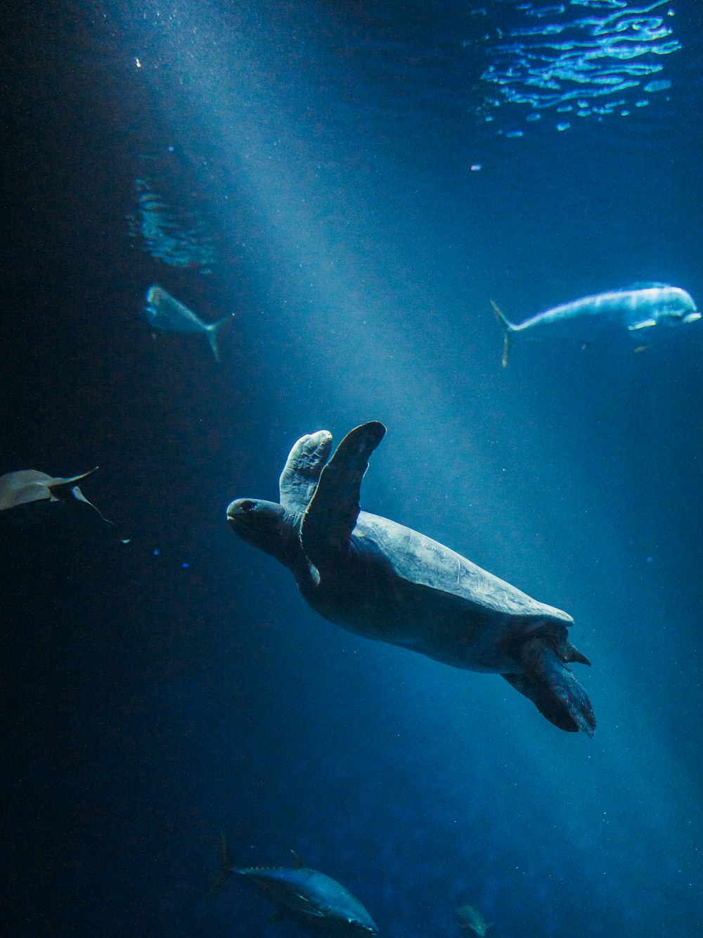 black and white sea turtle under water