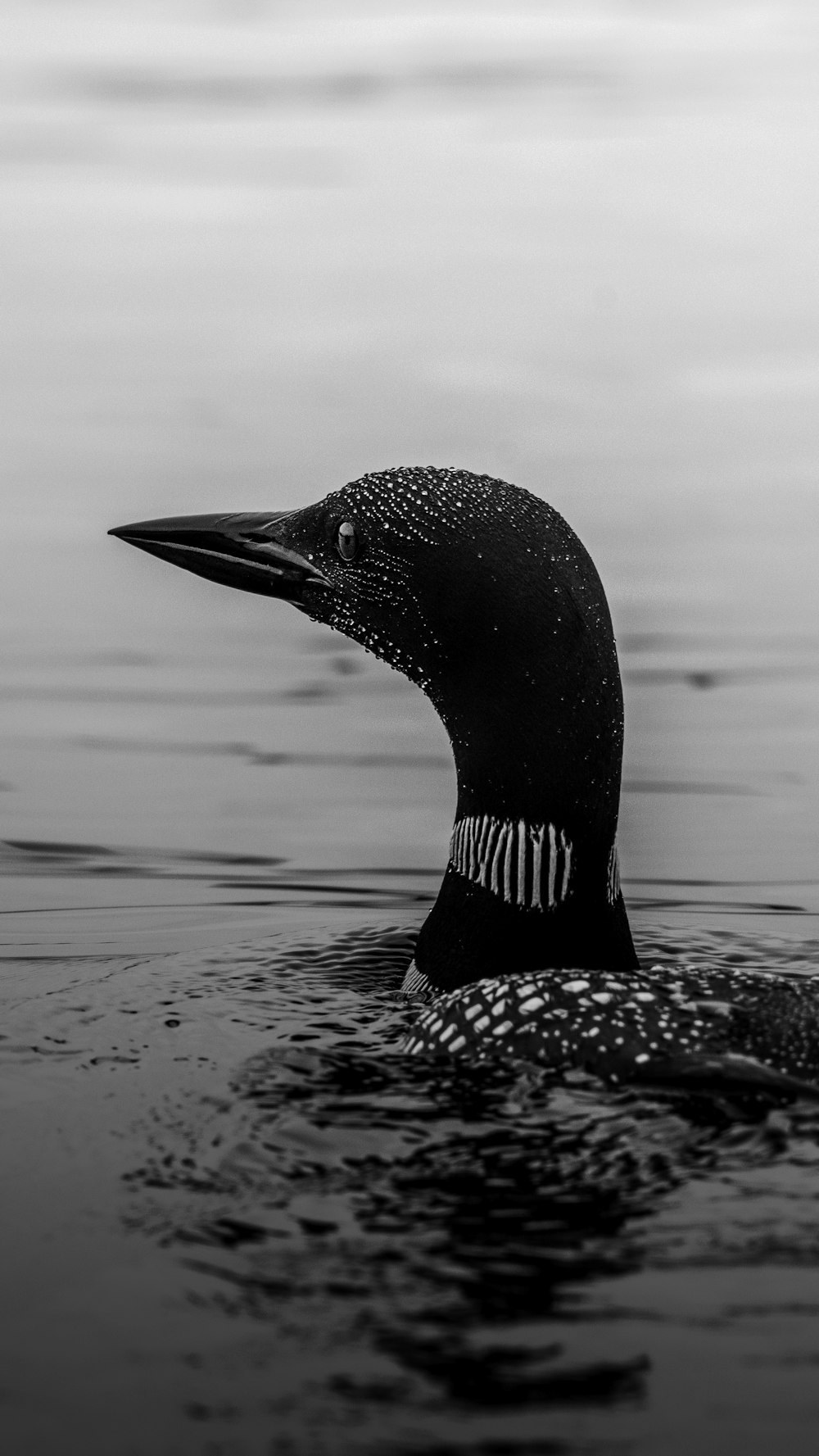 black and white duck on water