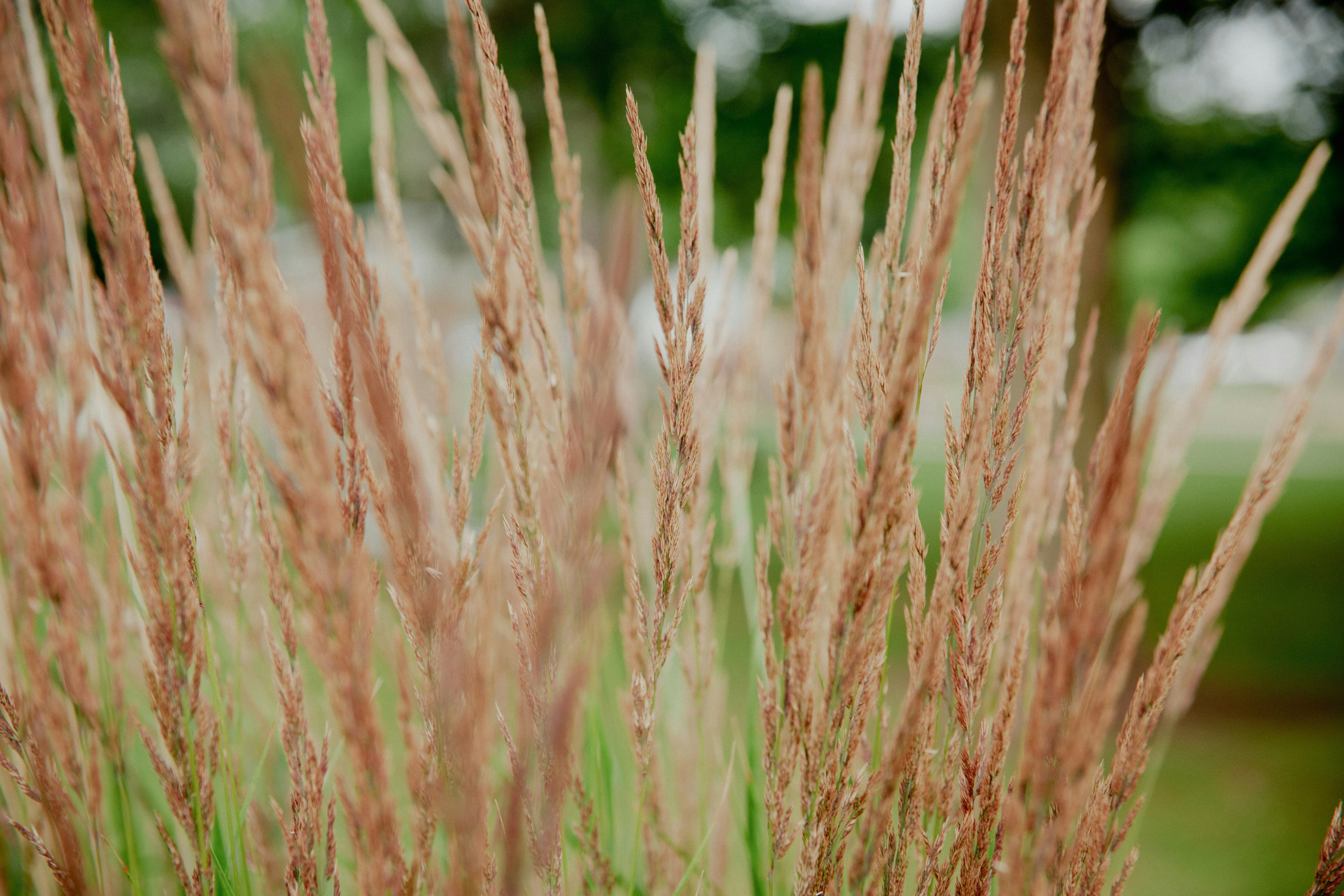 brown wheat field during daytime